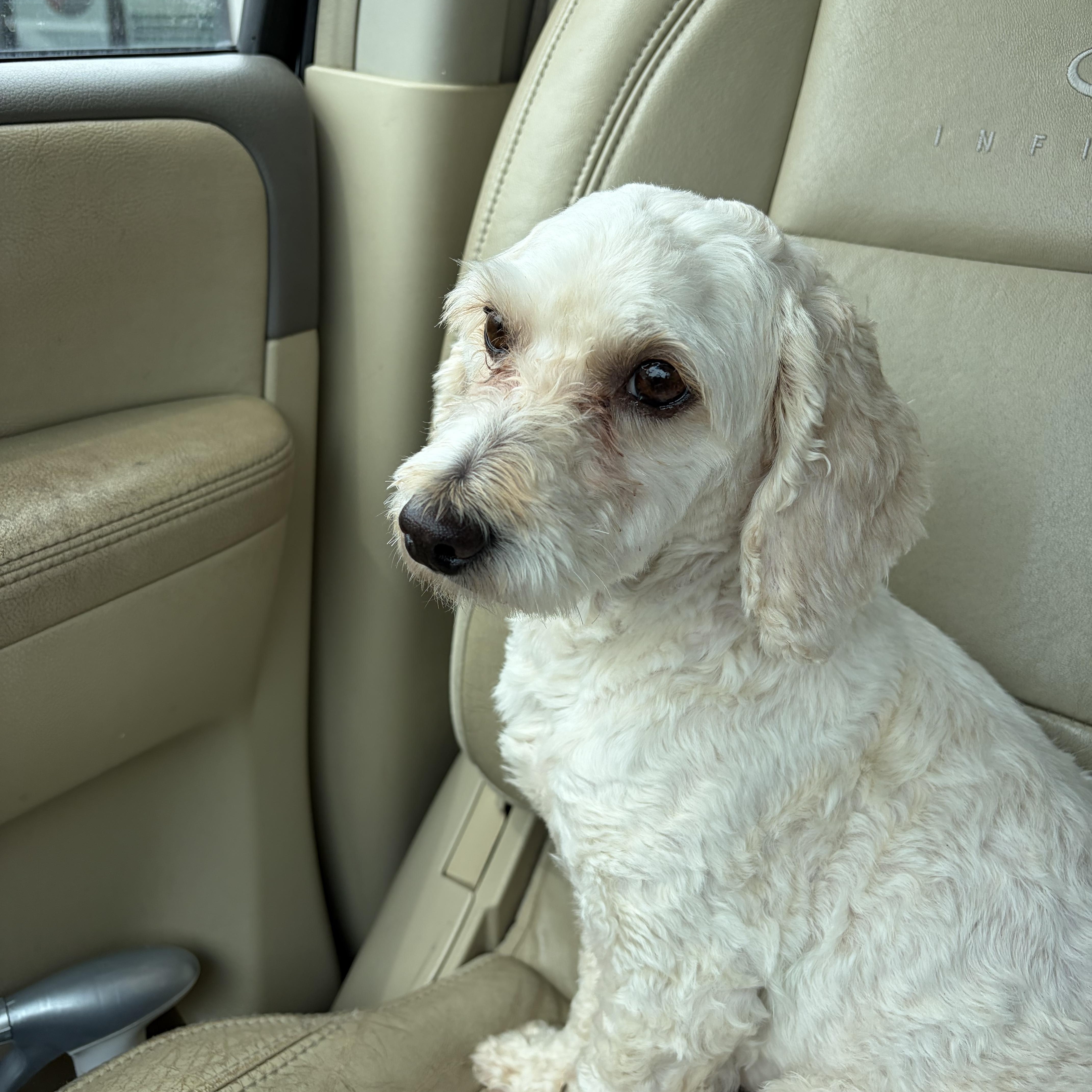 Giselle "Zellee", a ADOPTABLE mixed breed in Pantego, TX image 3/3
