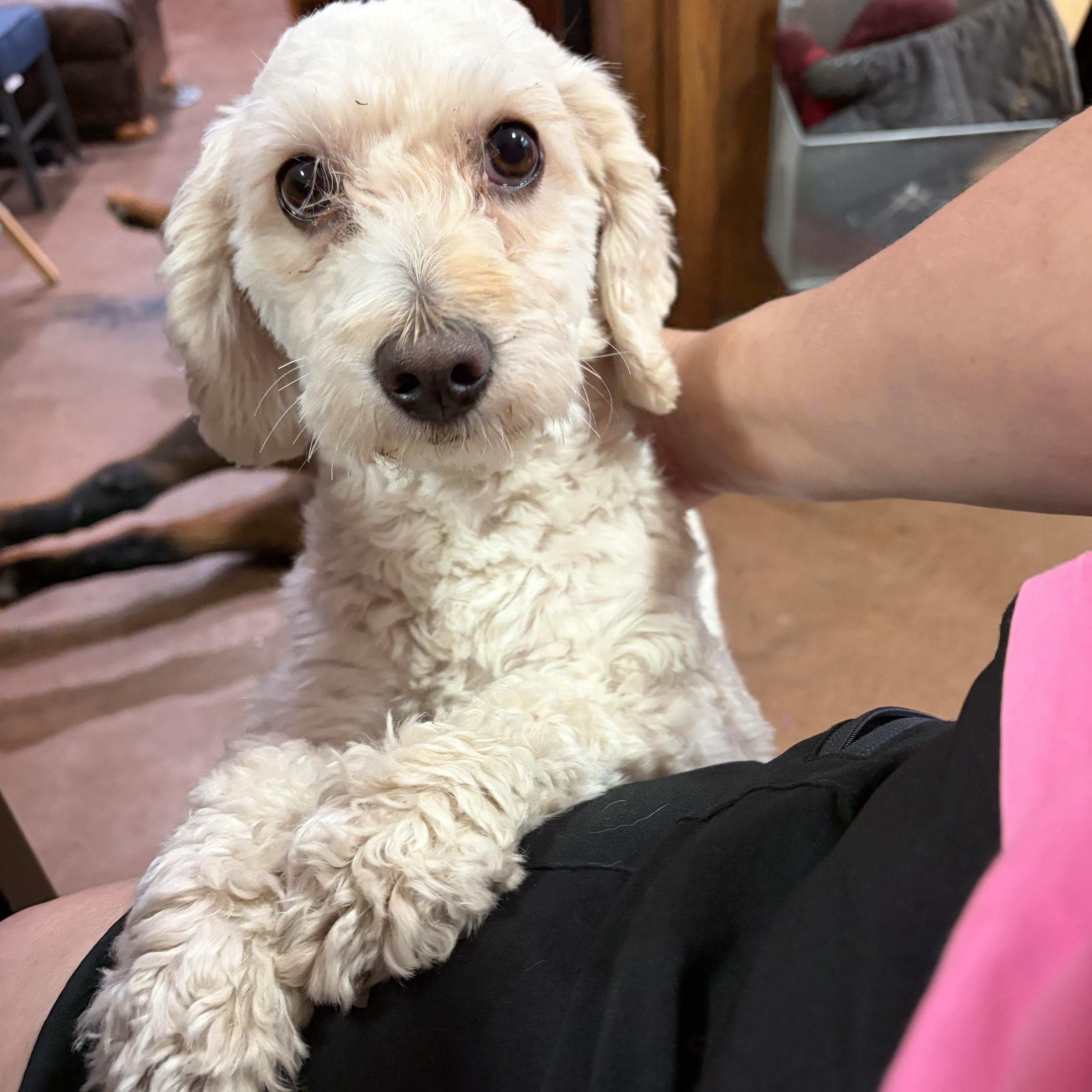 Giselle "Zellee", a ADOPTABLE mixed breed in Pantego, TX image 1/3