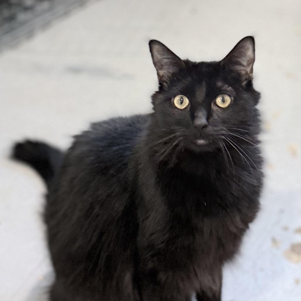 Enlarge Giles, a Adoptable Domestic Long Hair in Springfield, OR image 1/4