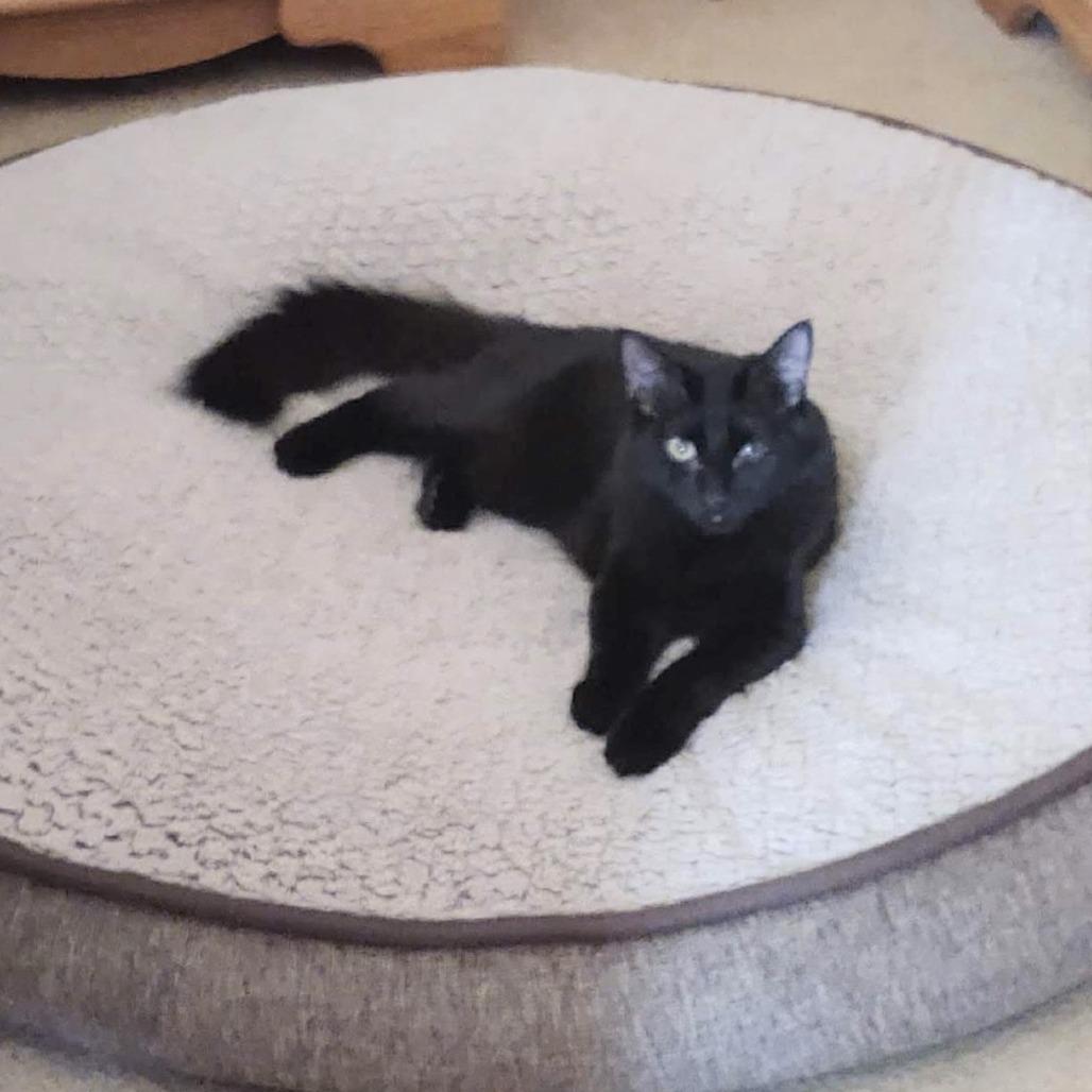 Enlarge Giles, a Adoptable Domestic Long Hair in Springfield, OR image 2/4