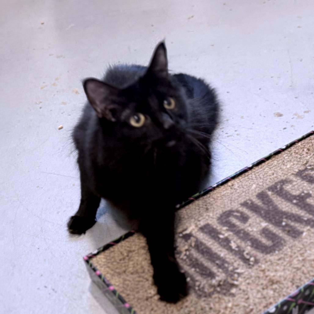 Enlarge Giles, a Adoptable Domestic Long Hair in Springfield, OR image 3/4