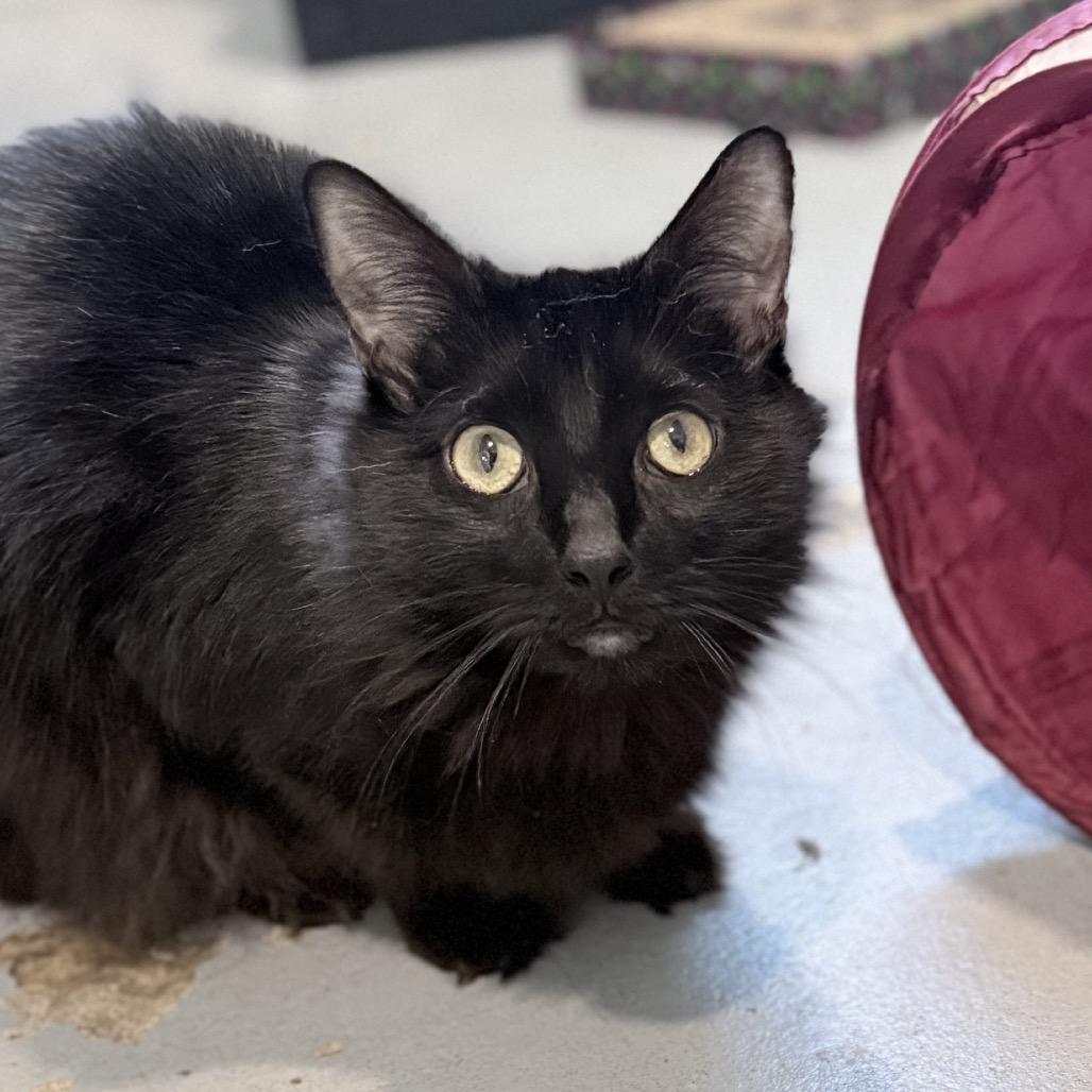 Enlarge Giles, a Adoptable Domestic Long Hair in Springfield, OR image 4/4