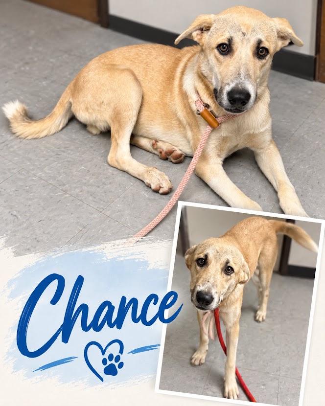 Enlarge Chance, a Adoptable mixed breed in Zimmerman, MN image 2/2
