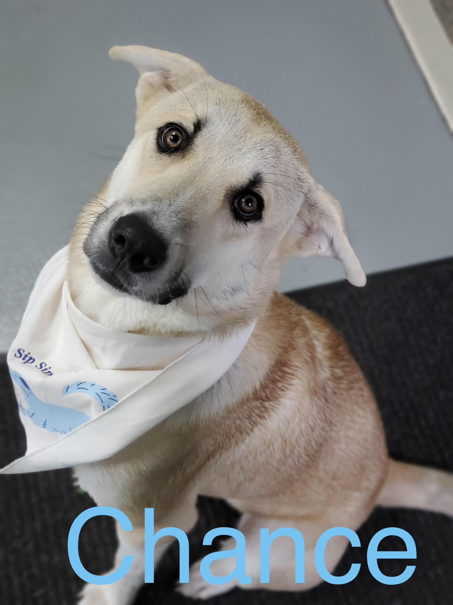 Chance, Adoptable, Young Male Great Pyrenees & Shepherd.