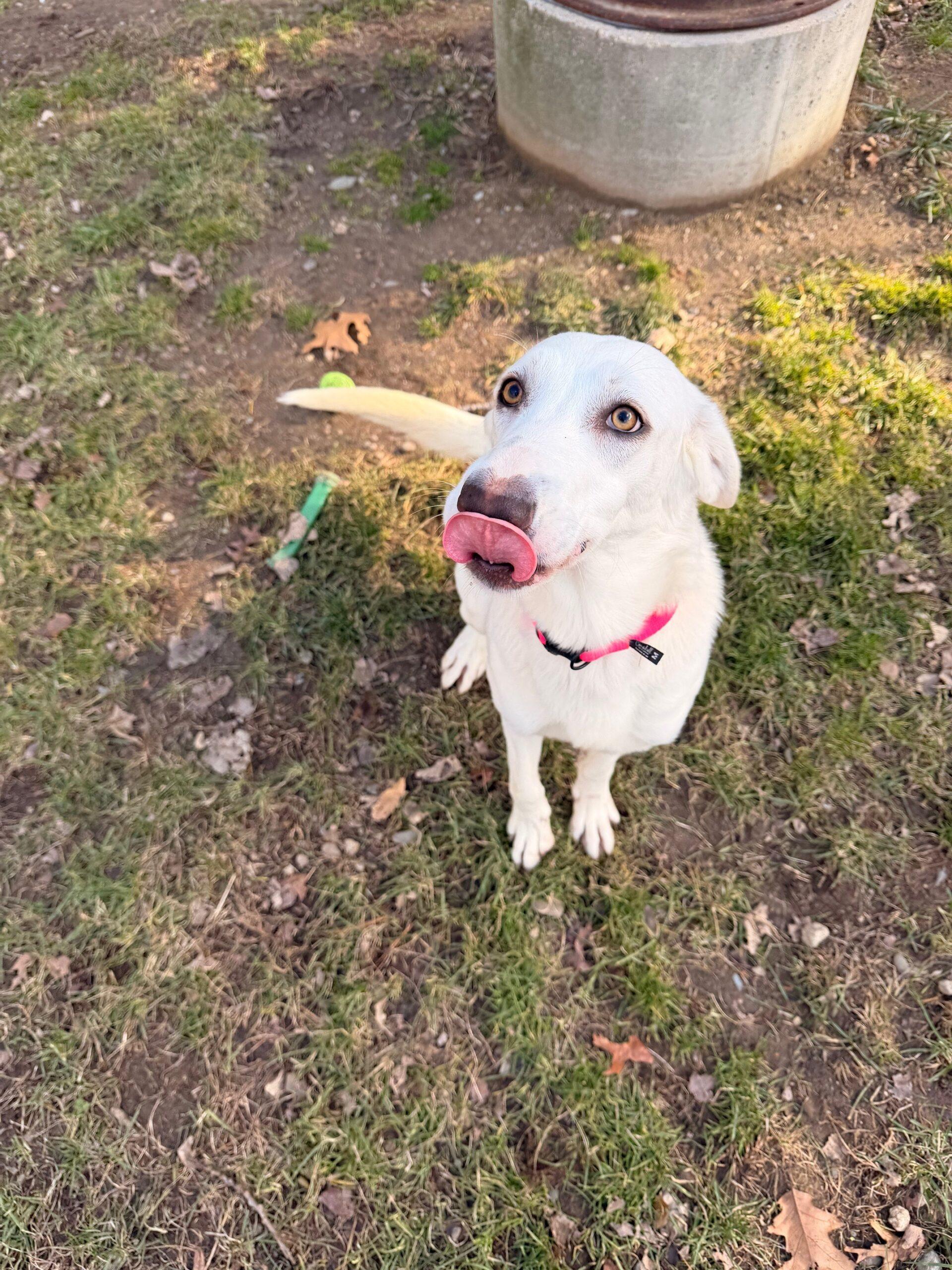 Teka, ADOPTABLE, Adult Female Labrador Retriever & Great Pyrenees.