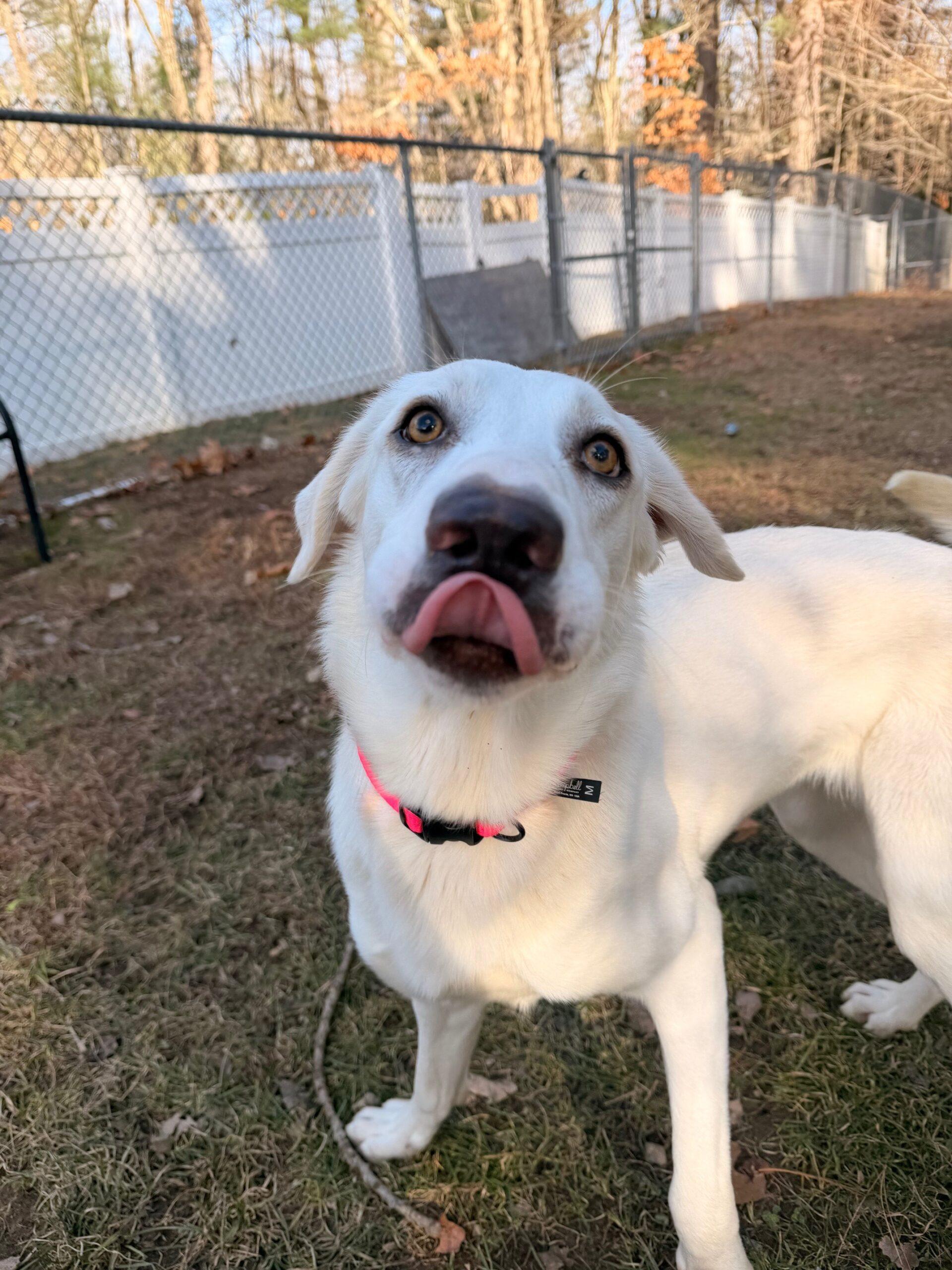 Enlarge Teka, a ADOPTABLE mixed breed in Hudson, MA image 3/4