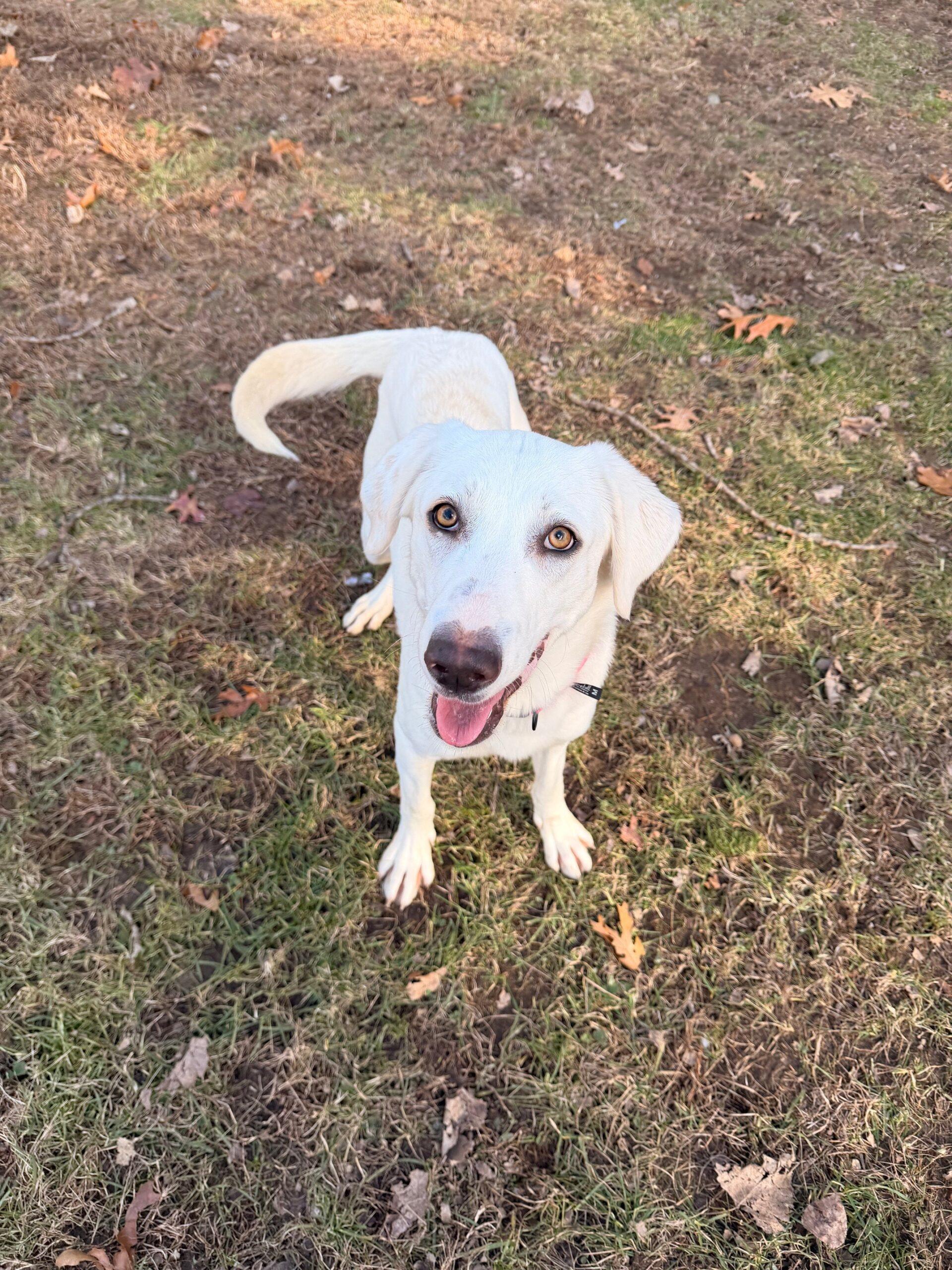 Enlarge Teka, a ADOPTABLE mixed breed in Hudson, MA image 2/4