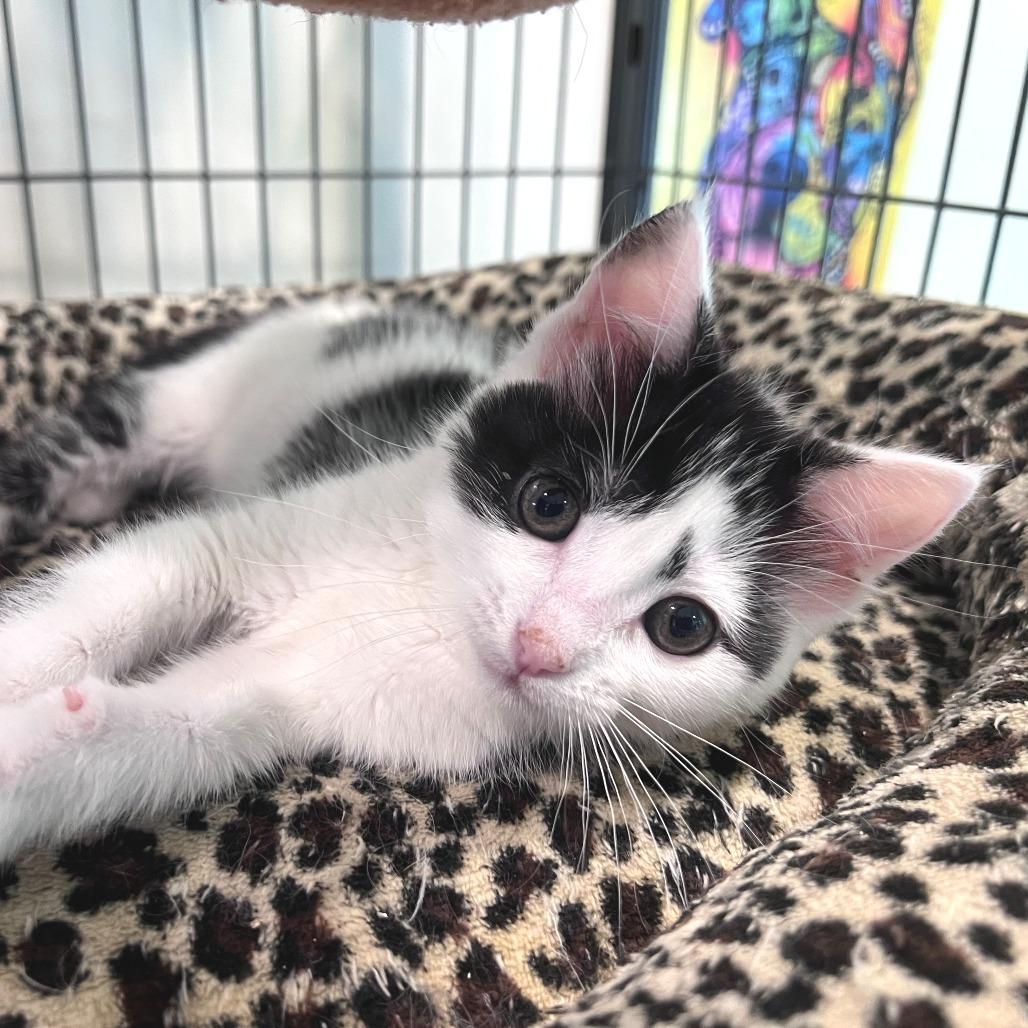 Poppy, Adoptable, Kitten Female Domestic Short Hair.