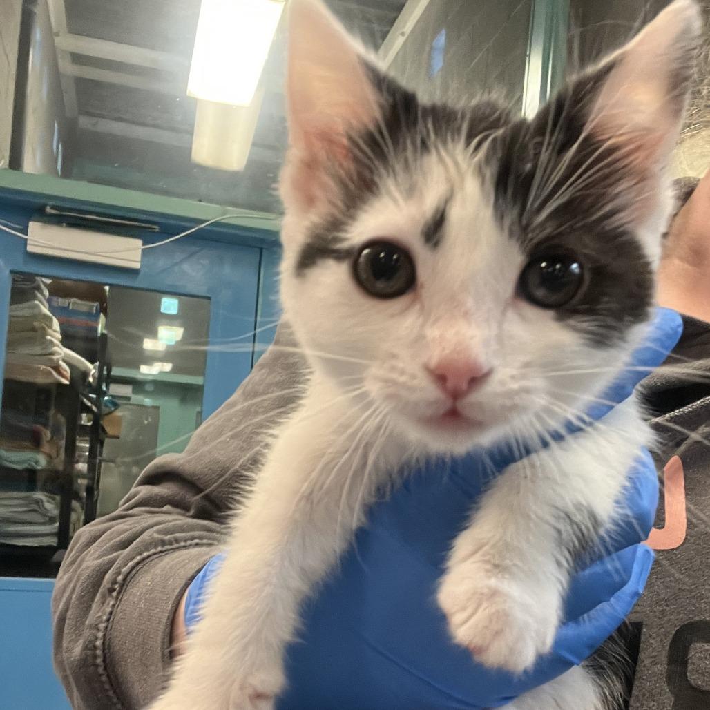 Poppy, a Adoptable Domestic Short Hair in Port Townsend, WA image 2/2