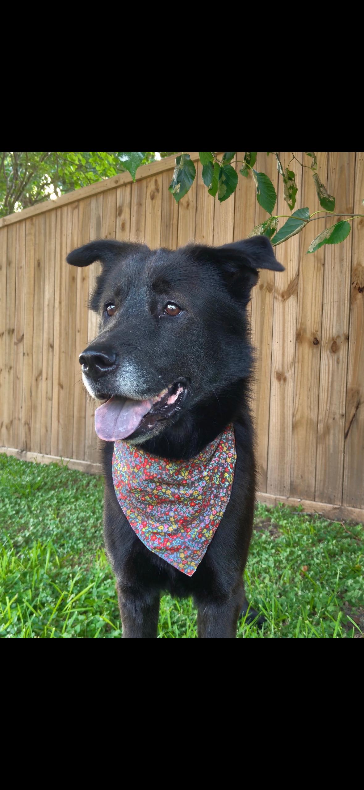 Chow Chows for Adoption in Braddock Heights, Maryland | Petfinder