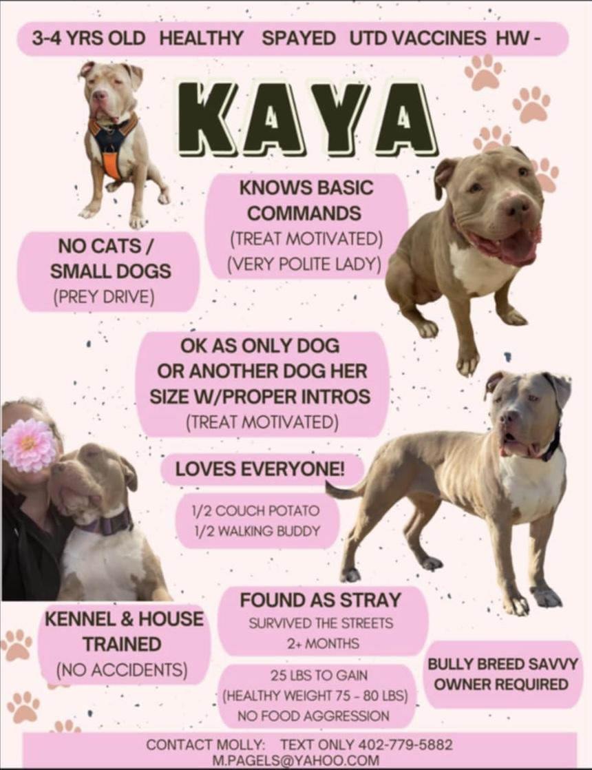 Enlarge Kaya CL, a Adoptable Pit Bull Terrier in Kansas City, MO image 6/6