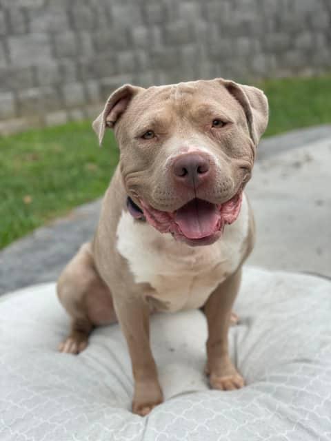 Kaya CL, Adoptable, Adult Female Pit Bull Terrier.
