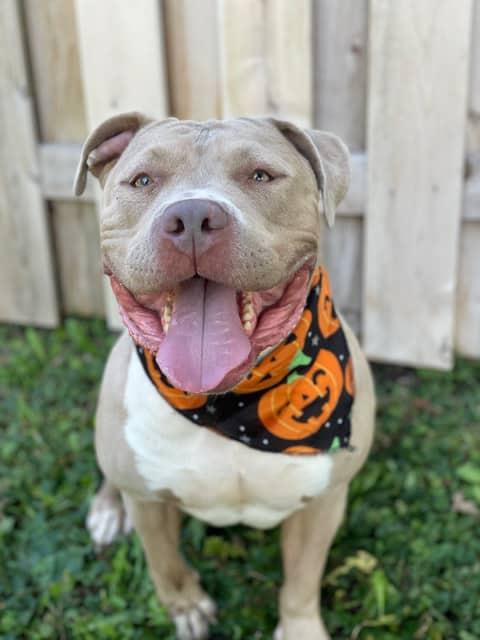 Enlarge Kaya CL, a Adoptable Pit Bull Terrier in Kansas City, MO image 2/6