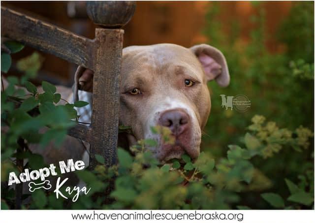 Enlarge Kaya CL, a Adoptable Pit Bull Terrier in Kansas City, MO image 3/6