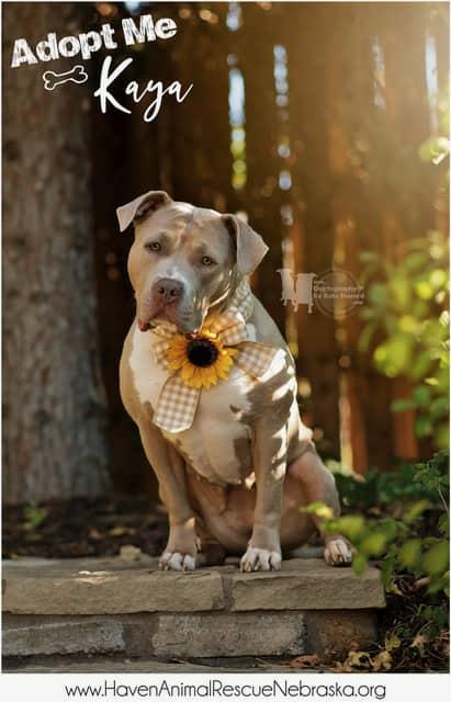 Enlarge Kaya CL, a Adoptable Pit Bull Terrier in Kansas City, MO image 4/6
