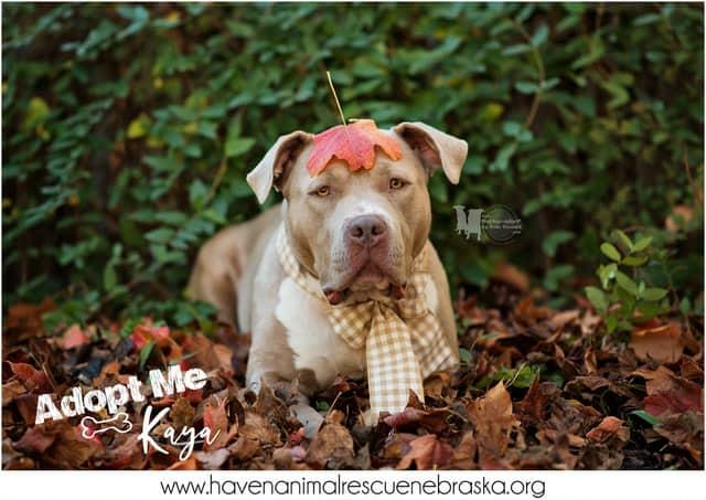 Enlarge Kaya CL, a Adoptable Pit Bull Terrier in Kansas City, MO image 5/6