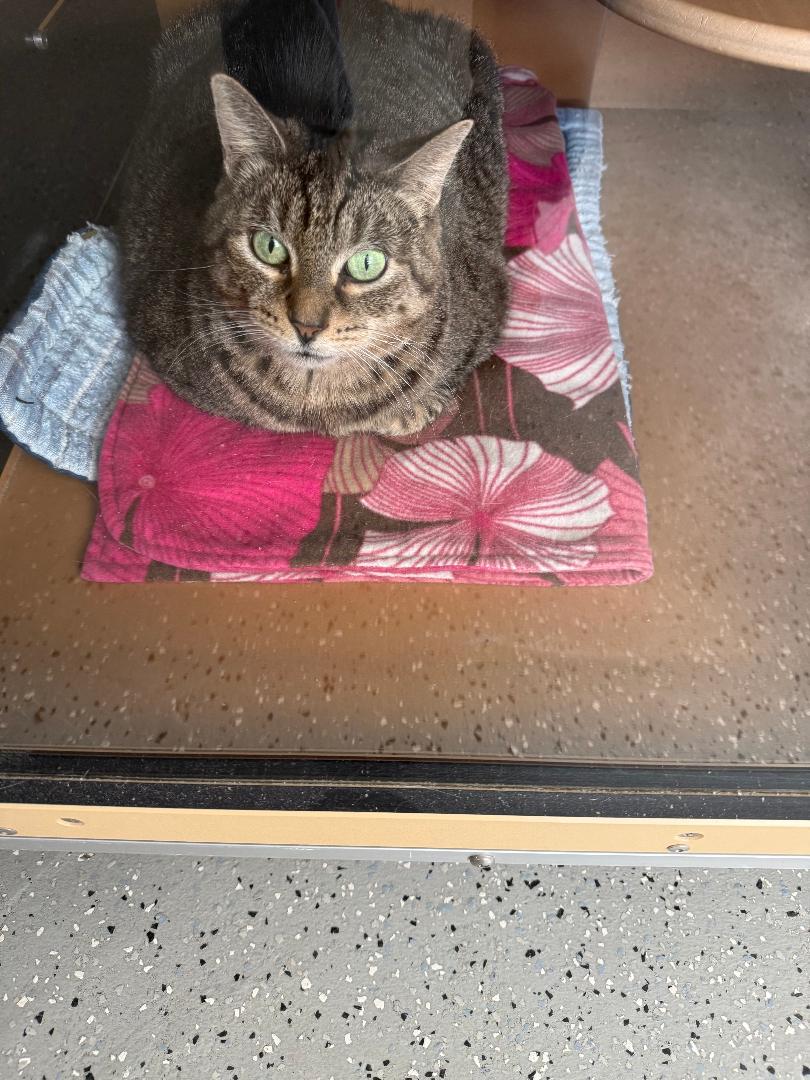 Daphne, ADOPTABLE, Adult Female Tabby.