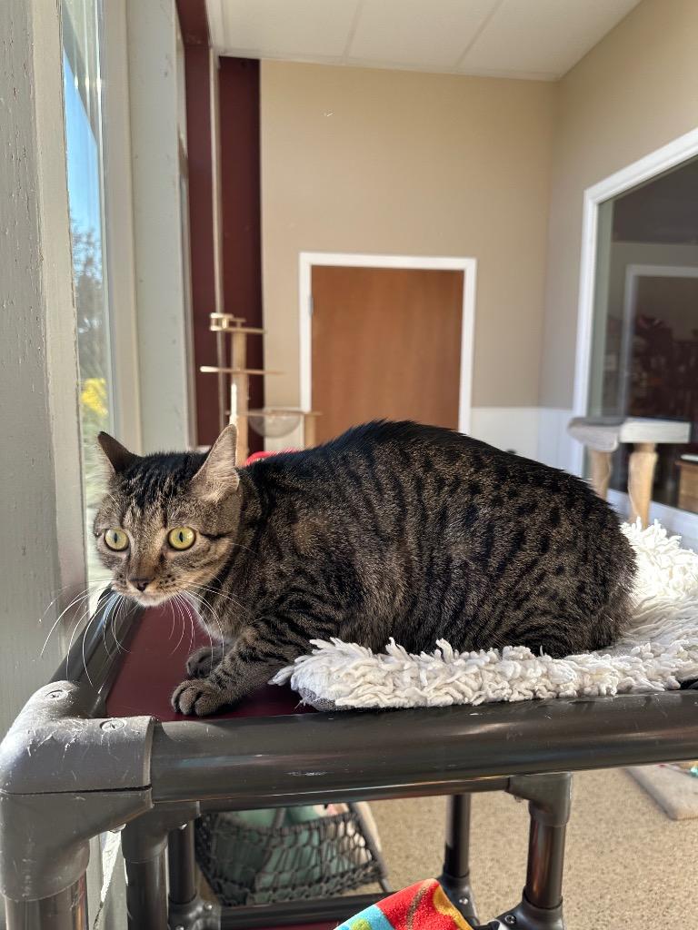 Enlarge Beatrice, a Adoptable mixed breed in Newberg, OR image 1/2