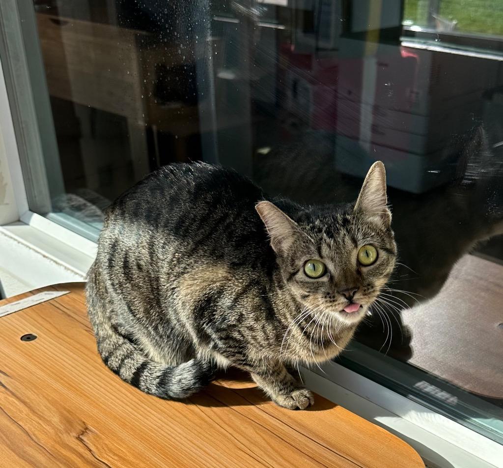 Enlarge Beatrice, a Adoptable mixed breed in Newberg, OR image 2/2