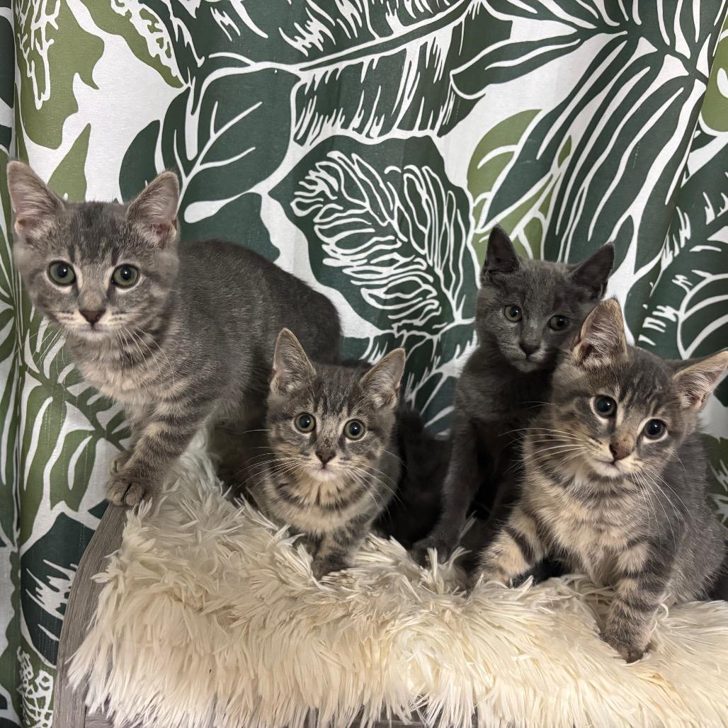 Enlarge Kix, a Adoptable Domestic Short Hair in Buffalo, MN image 1/3