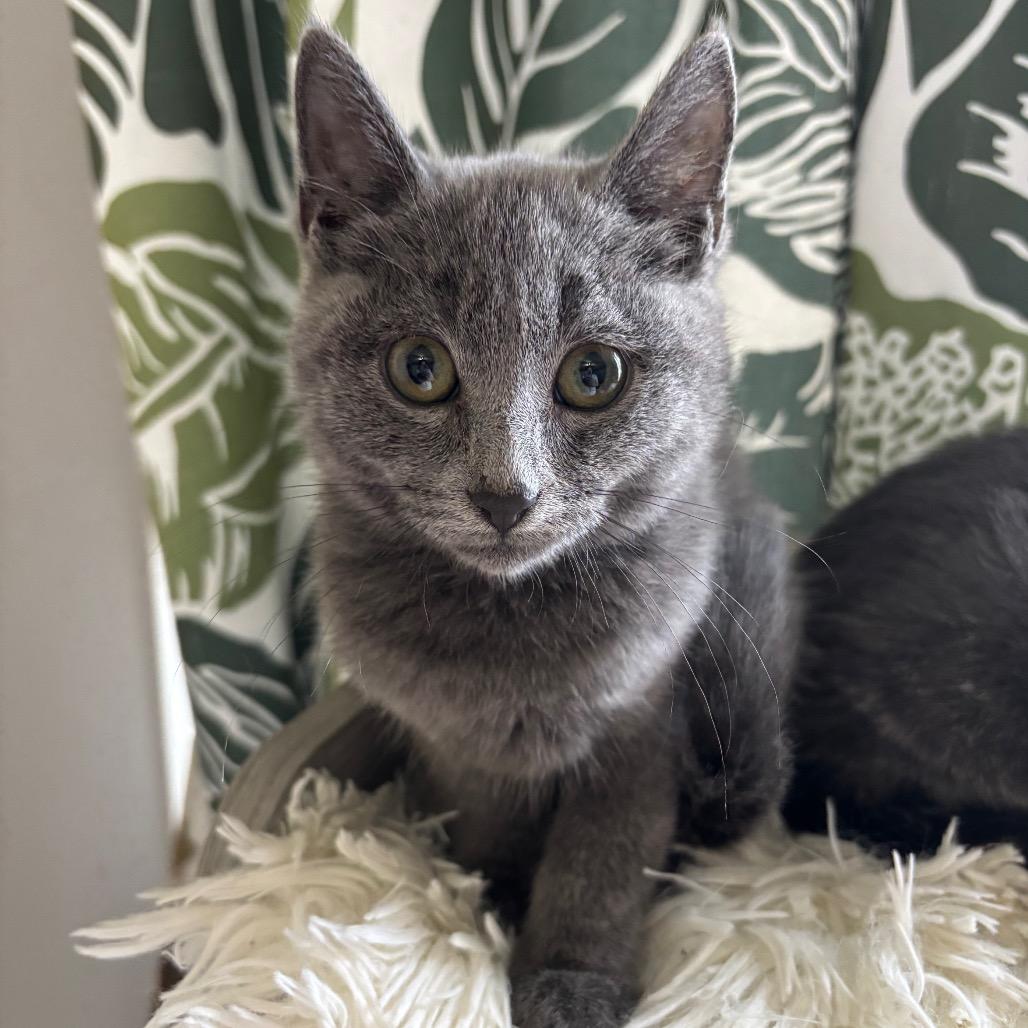 Enlarge Kix, a Adoptable Domestic Short Hair in Buffalo, MN image 2/3