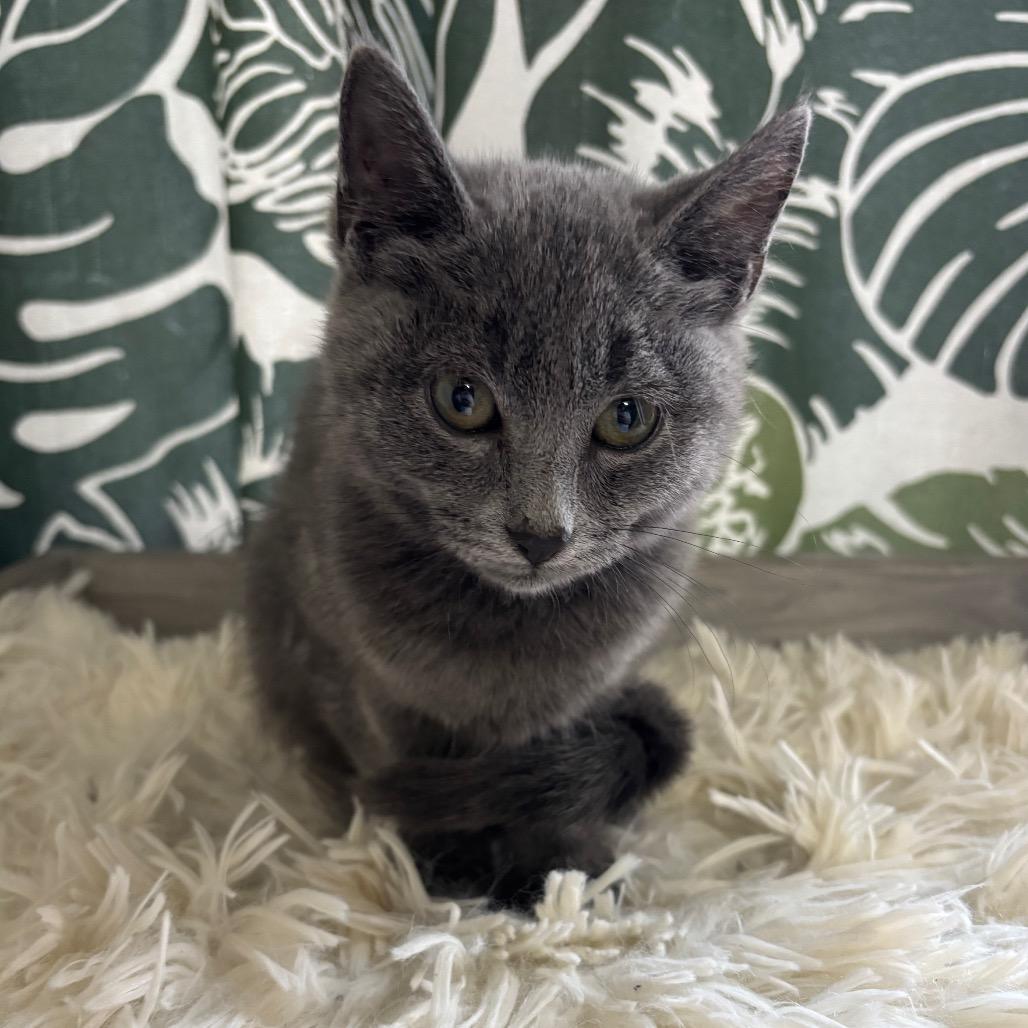 Enlarge Kix, a Adoptable Domestic Short Hair in Buffalo, MN image 3/3