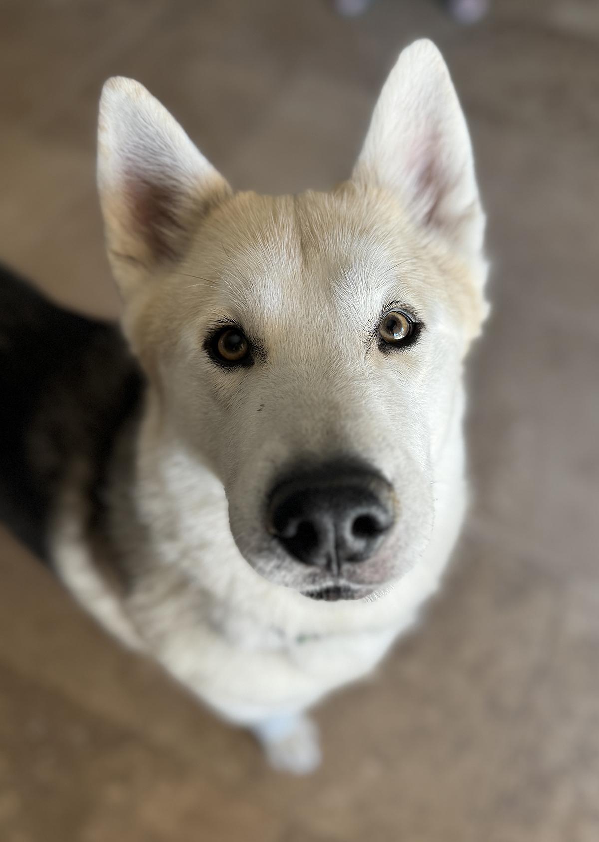 Enlarge Waldo, a Adopted mixed breed in Scottsdale, AZ image 1/6