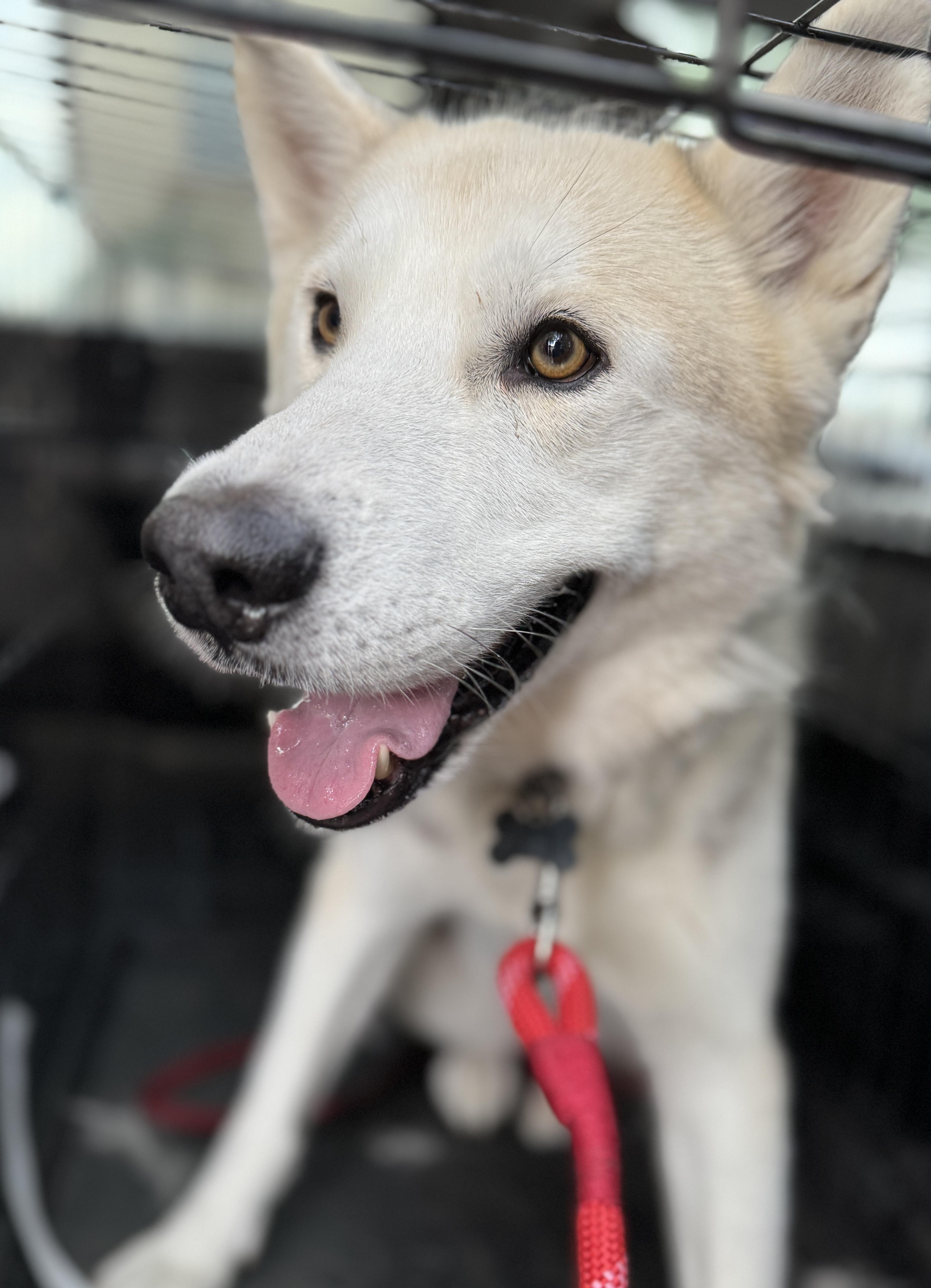 Enlarge Waldo, a Adopted mixed breed in Scottsdale, AZ image 2/6