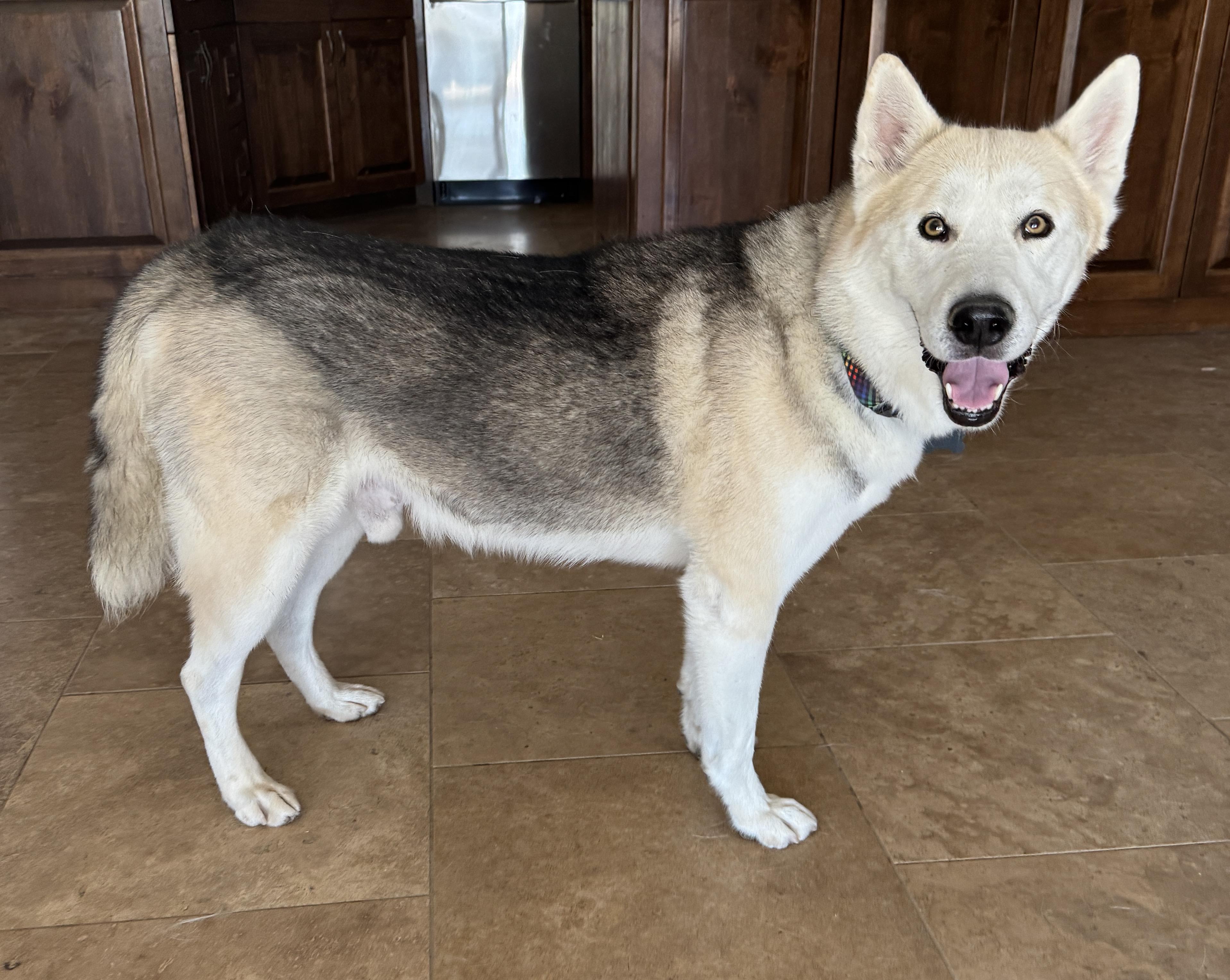 Enlarge Waldo, a Adopted mixed breed in Scottsdale, AZ image 3/6