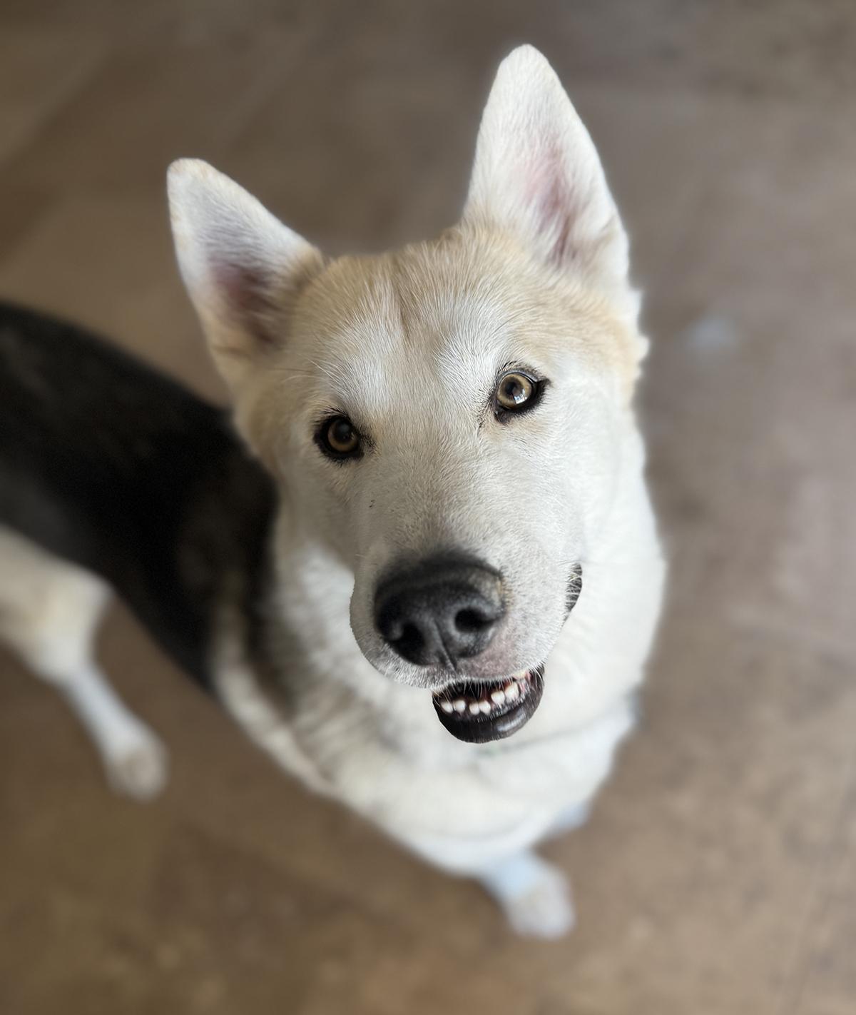 Enlarge Waldo, a Adopted mixed breed in Scottsdale, AZ image 5/6