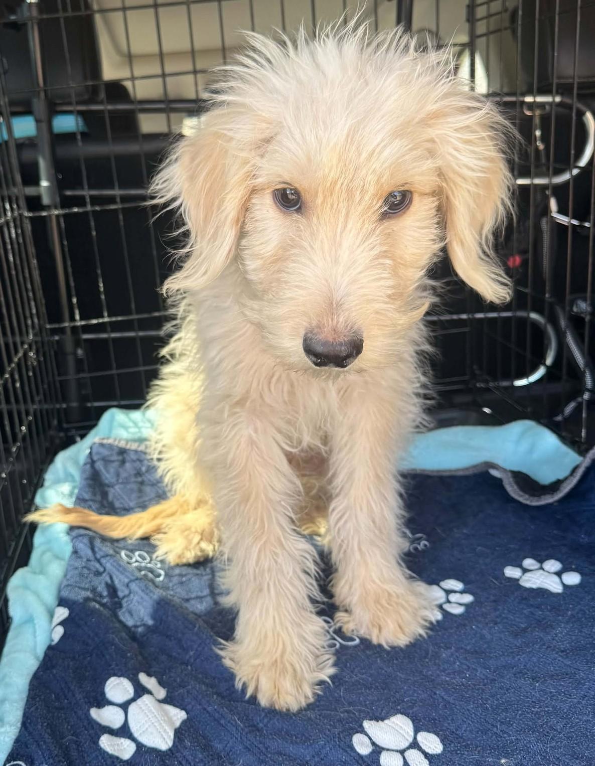 Enlarge Skittles, a Adoption Pending mixed breed in Hutchinson, KS image 4/6
