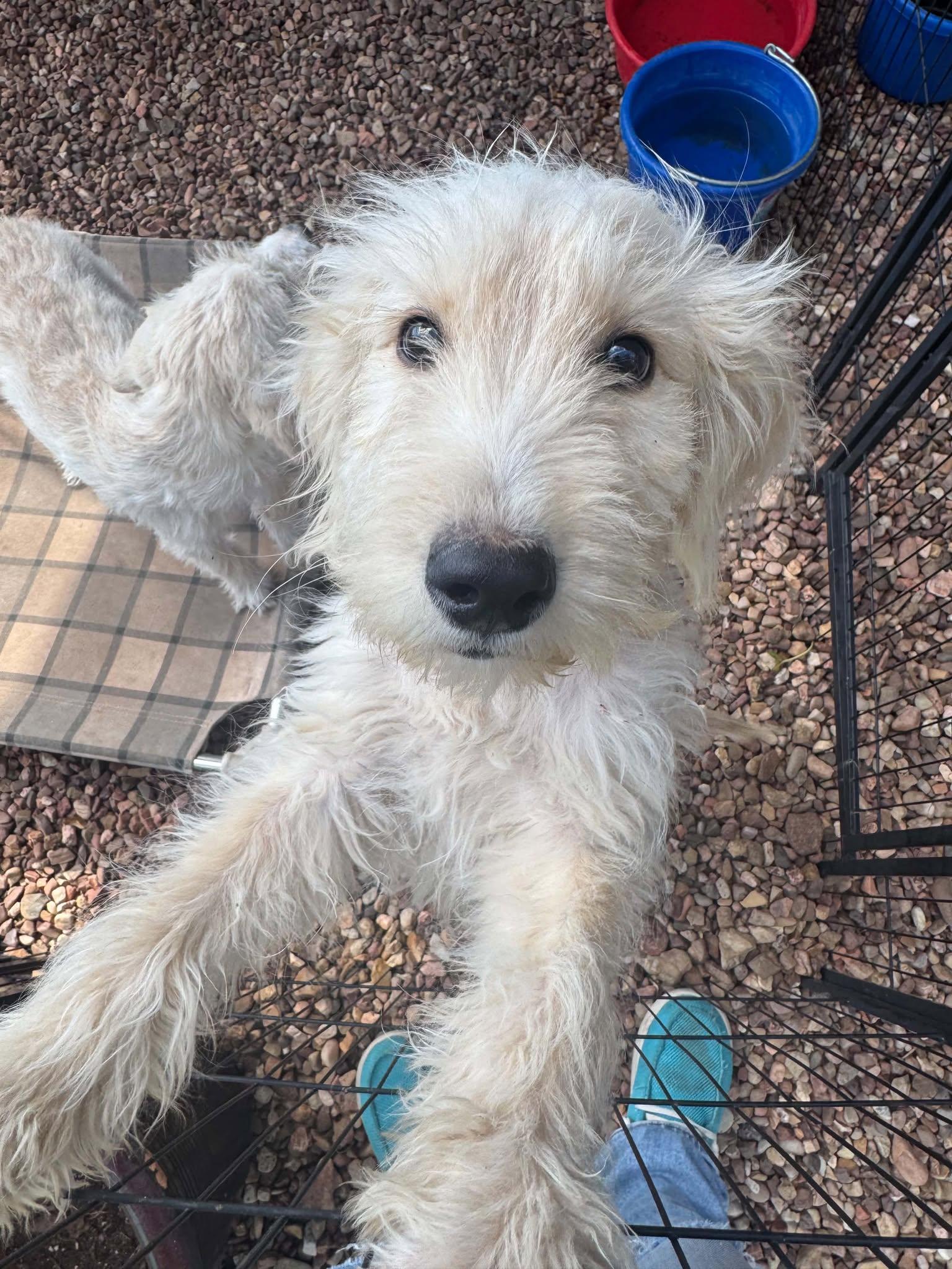 Enlarge Skittles, a Adoption Pending mixed breed in Hutchinson, KS image 6/6