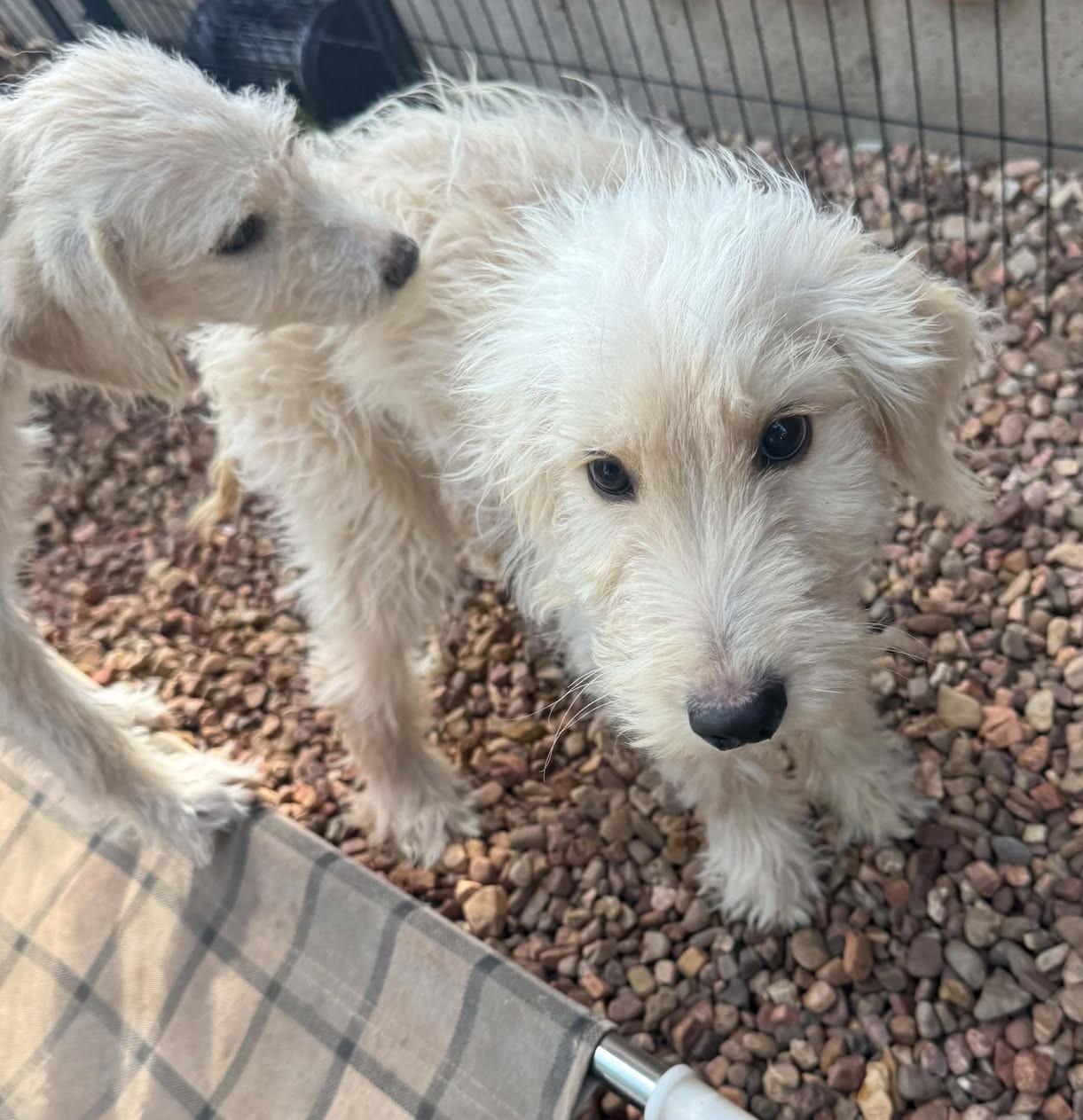 Enlarge Skittles, a Adoption Pending mixed breed in Hutchinson, KS image 3/6