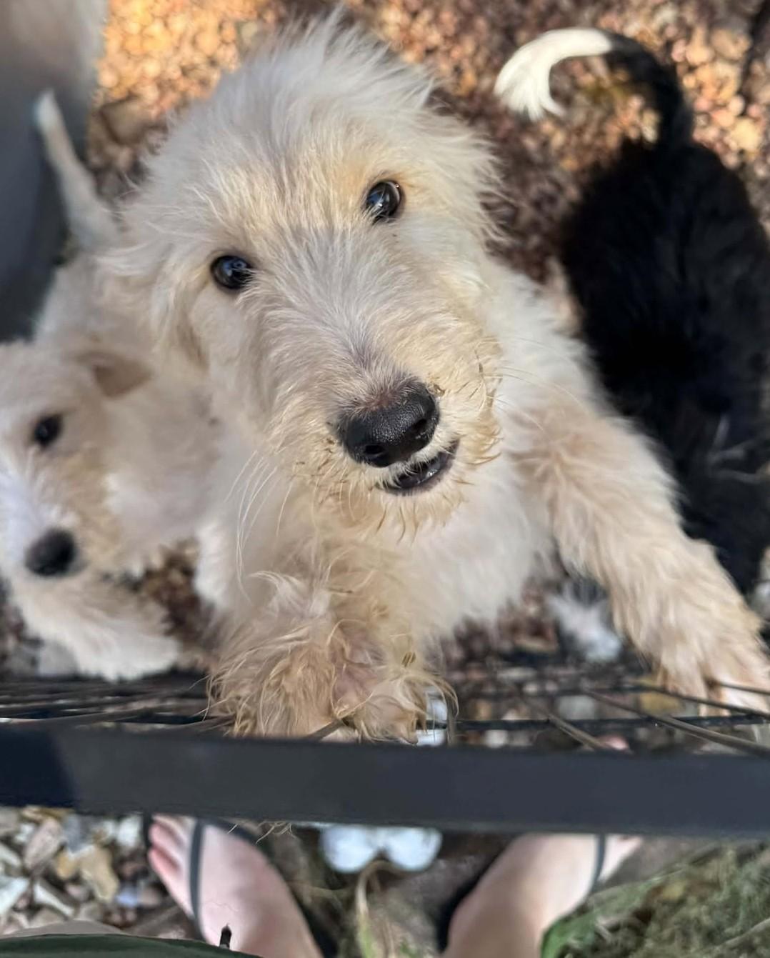 Enlarge Skittles, a Adoption Pending mixed breed in Hutchinson, KS image 1/6