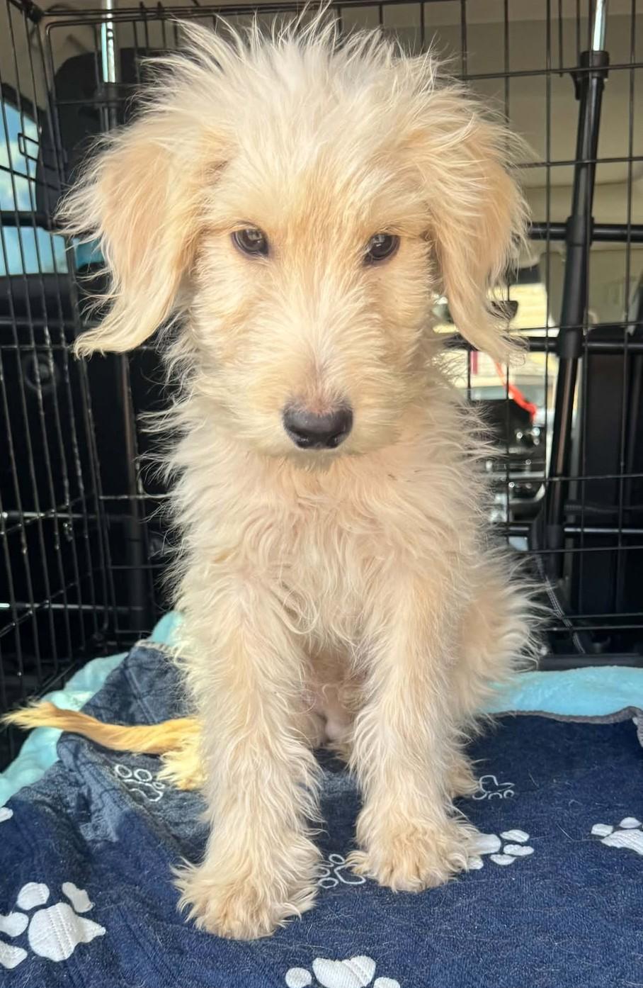 Enlarge Skittles, a Adoption Pending mixed breed in Hutchinson, KS image 2/6