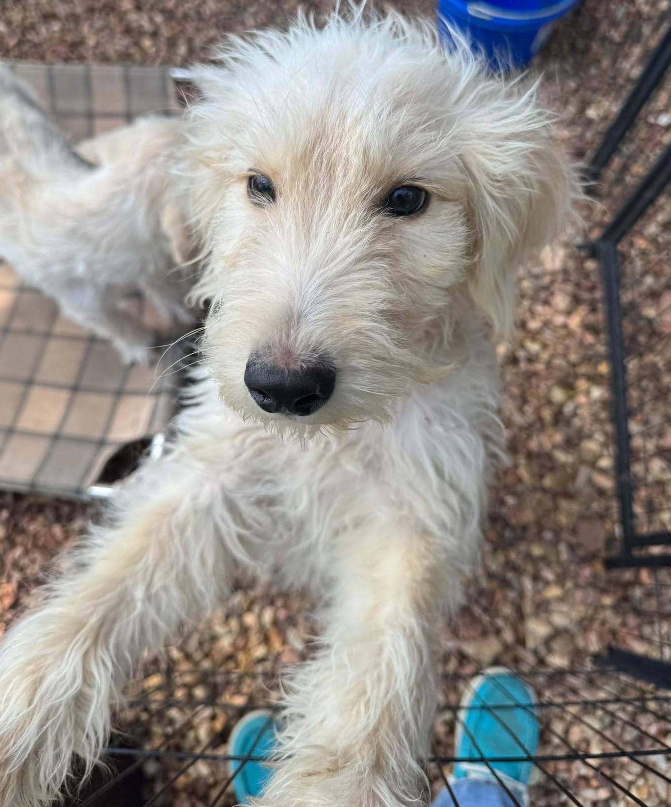 Enlarge Skittles, a Adoption Pending mixed breed in Hutchinson, KS image 5/6