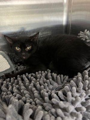 Sal , ADOPTABLE, Young Male Domestic Short Hair.