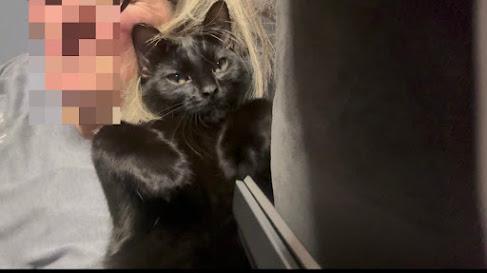 Enlarge Shadow , a Adoptable Domestic Short Hair in Hillsboro, OR image 5/5