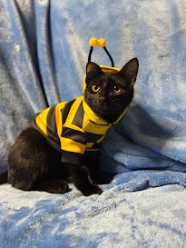 Enlarge Shadow , a Adoptable Domestic Short Hair in Hillsboro, OR image 2/5