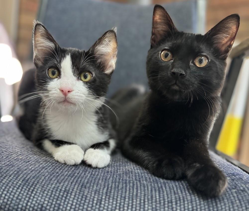 Enlarge Shadow , a Adoptable Domestic Short Hair in Hillsboro, OR image 3/5