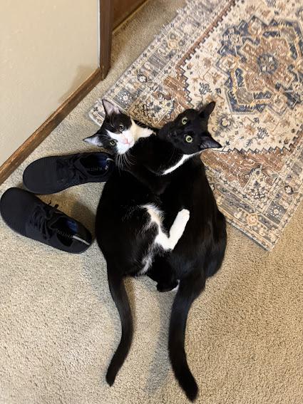 Shadow , a Adoptable Domestic Short Hair in Hillsboro, OR image 2/6