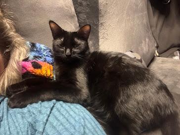 Enlarge Shadow , a Adoptable Domestic Short Hair in Hillsboro, OR image 1/5