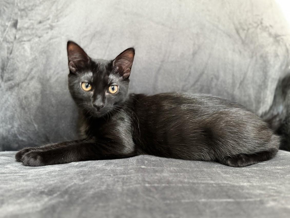Enlarge Shadow , a Adoptable Domestic Short Hair in Hillsboro, OR image 4/5