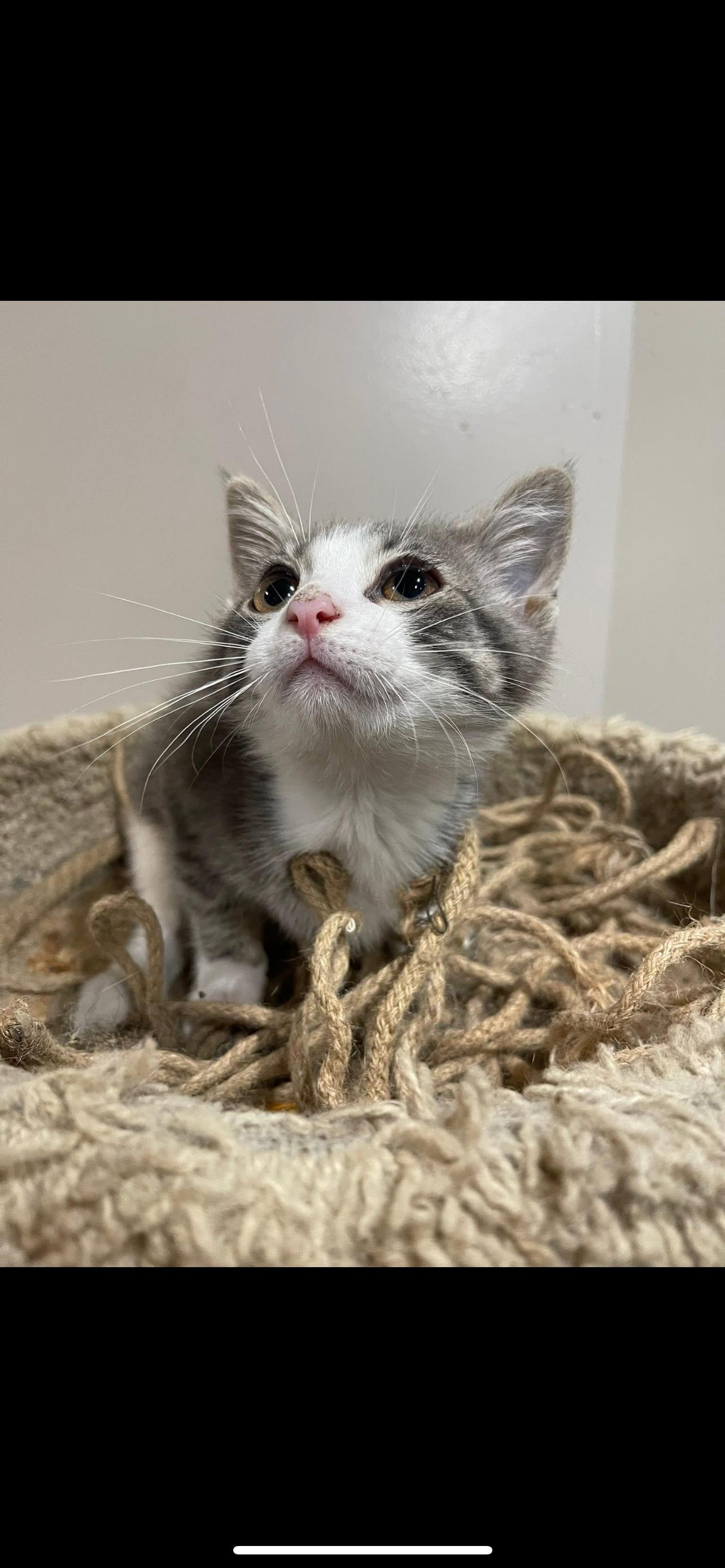 toast, Baby Female Domestic Short Hair