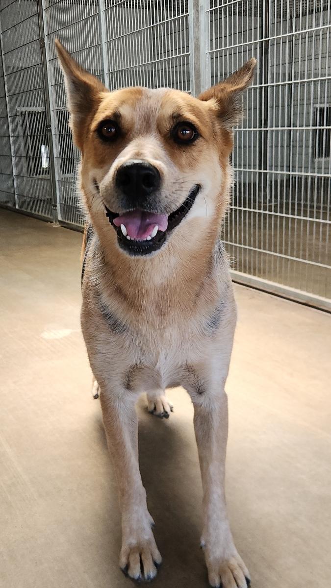 Stanley, a Adoptable Australian Cattle Dog / Blue Heeler in El Paso, TX image 1/6
