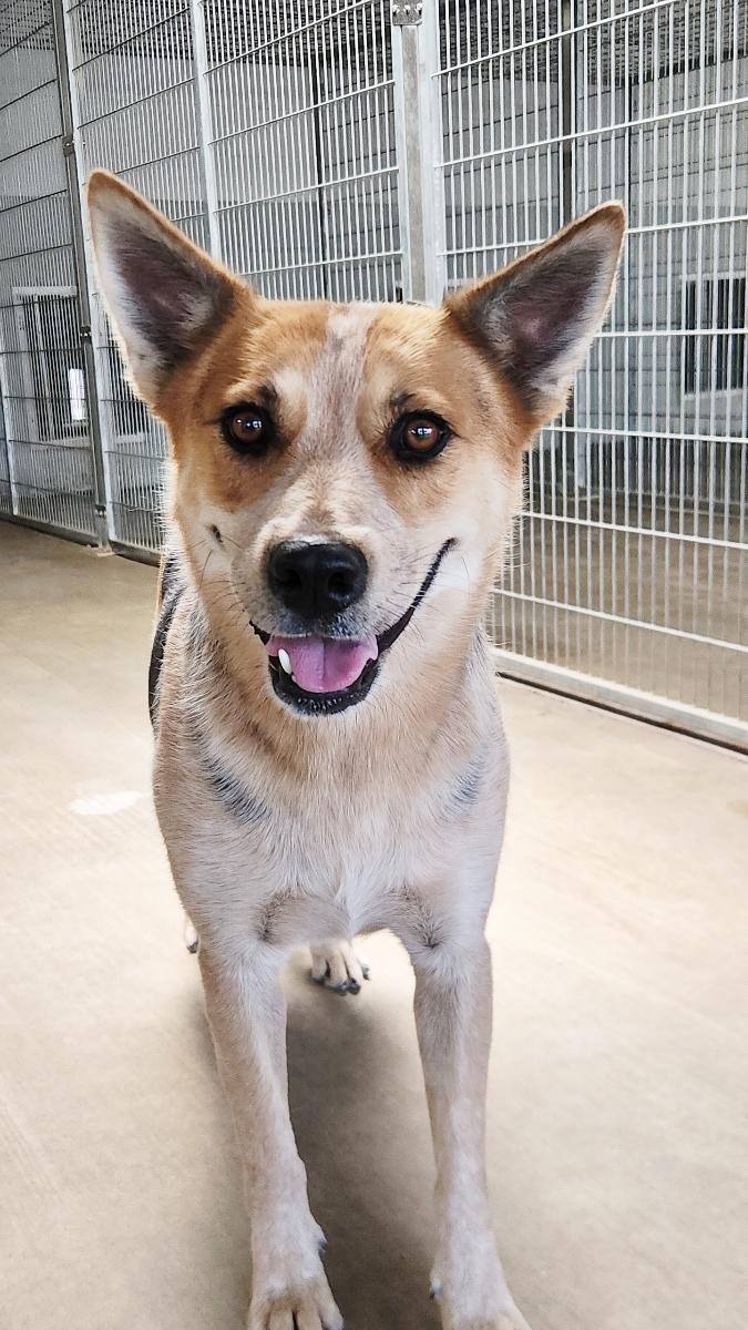 Stanley, a Adoptable Australian Cattle Dog / Blue Heeler in El Paso, TX image 2/6
