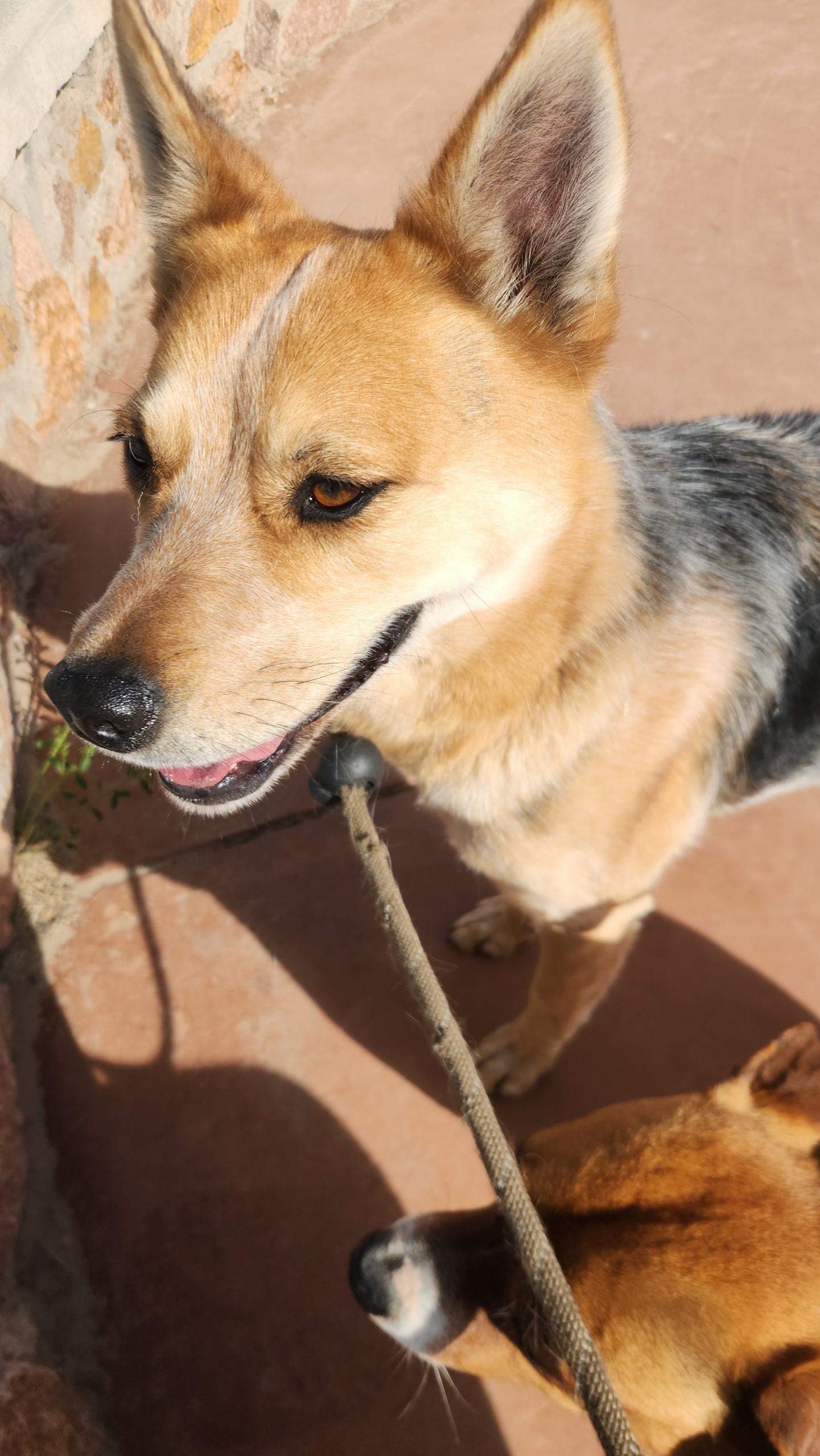 Enlarge Stanley, a Adoptable Australian Cattle Dog / Blue Heeler in El Paso, TX image 1/6