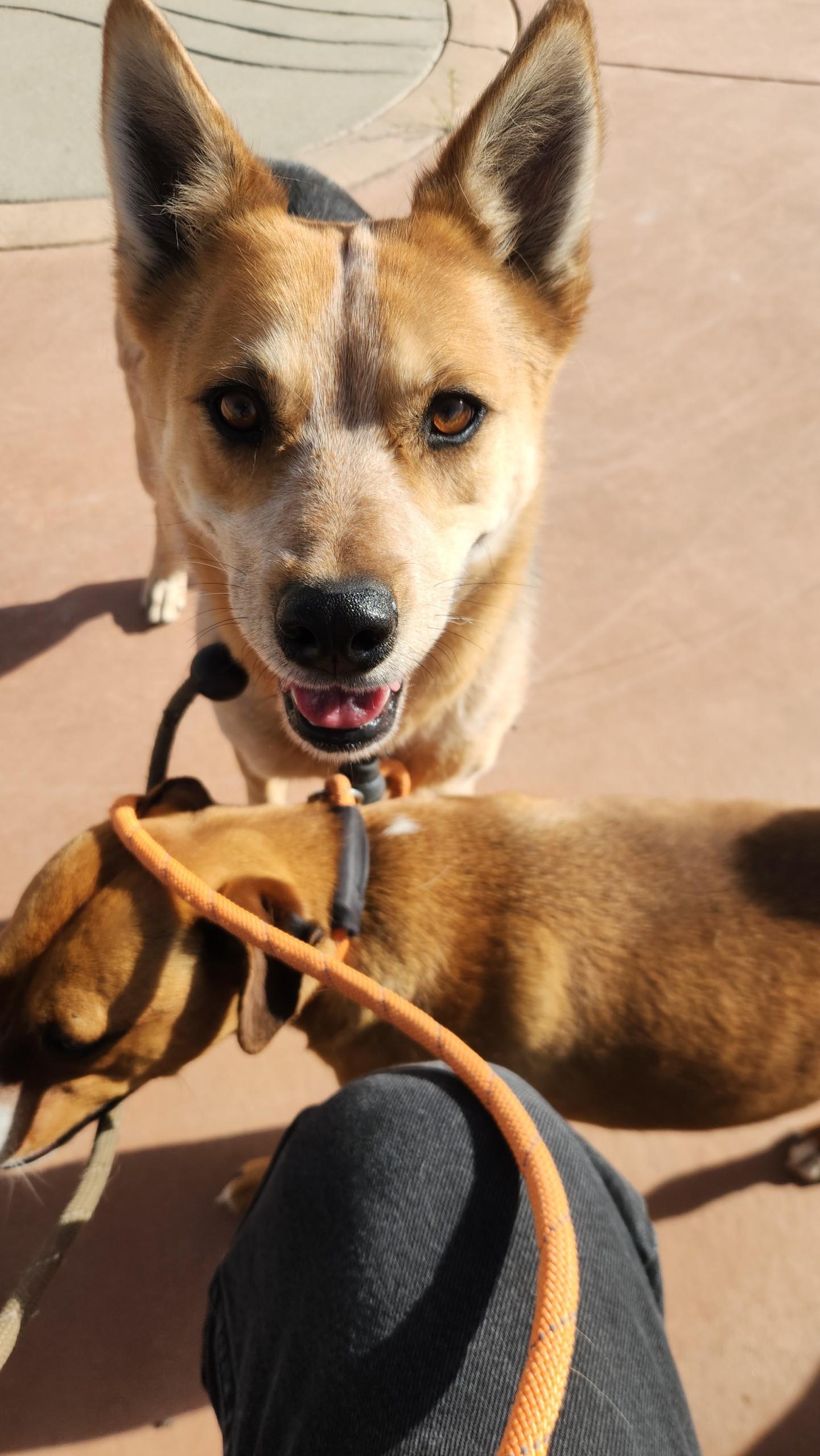 Enlarge Stanley, a Adoptable Australian Cattle Dog / Blue Heeler in El Paso, TX image 2/6