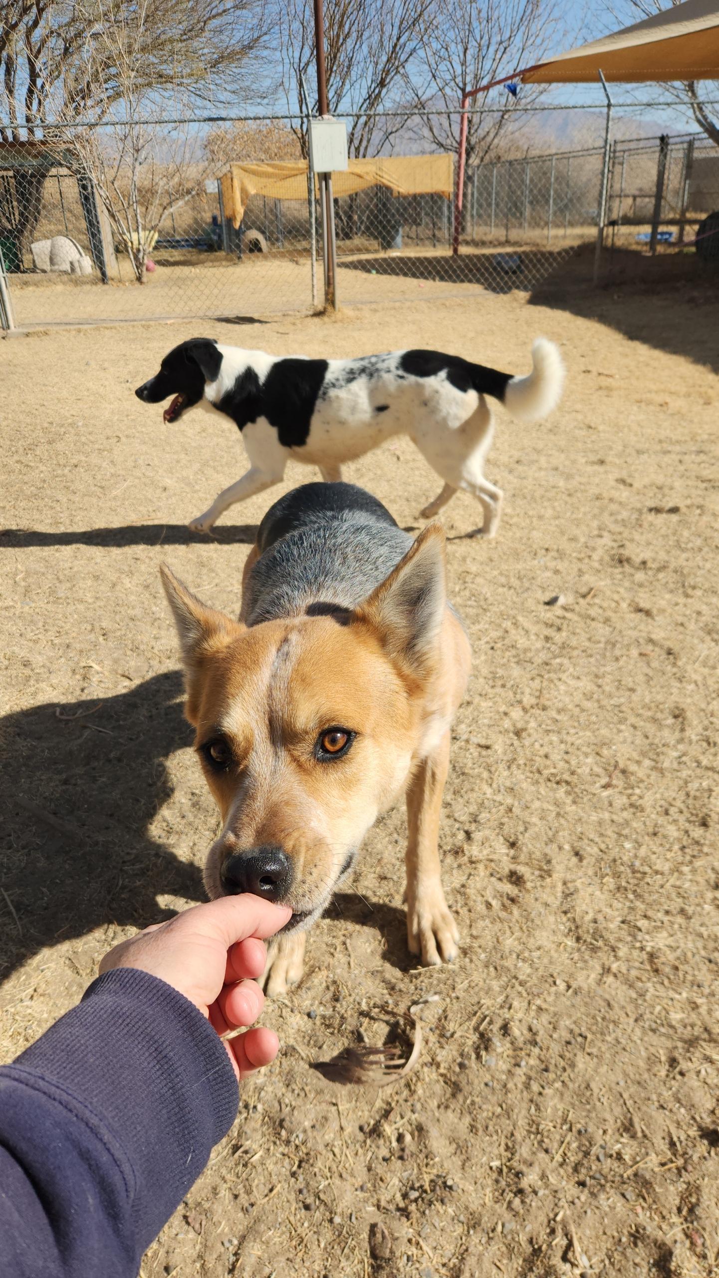 Stanley, a Adoptable Australian Cattle Dog / Blue Heeler in El Paso, TX image 6/6