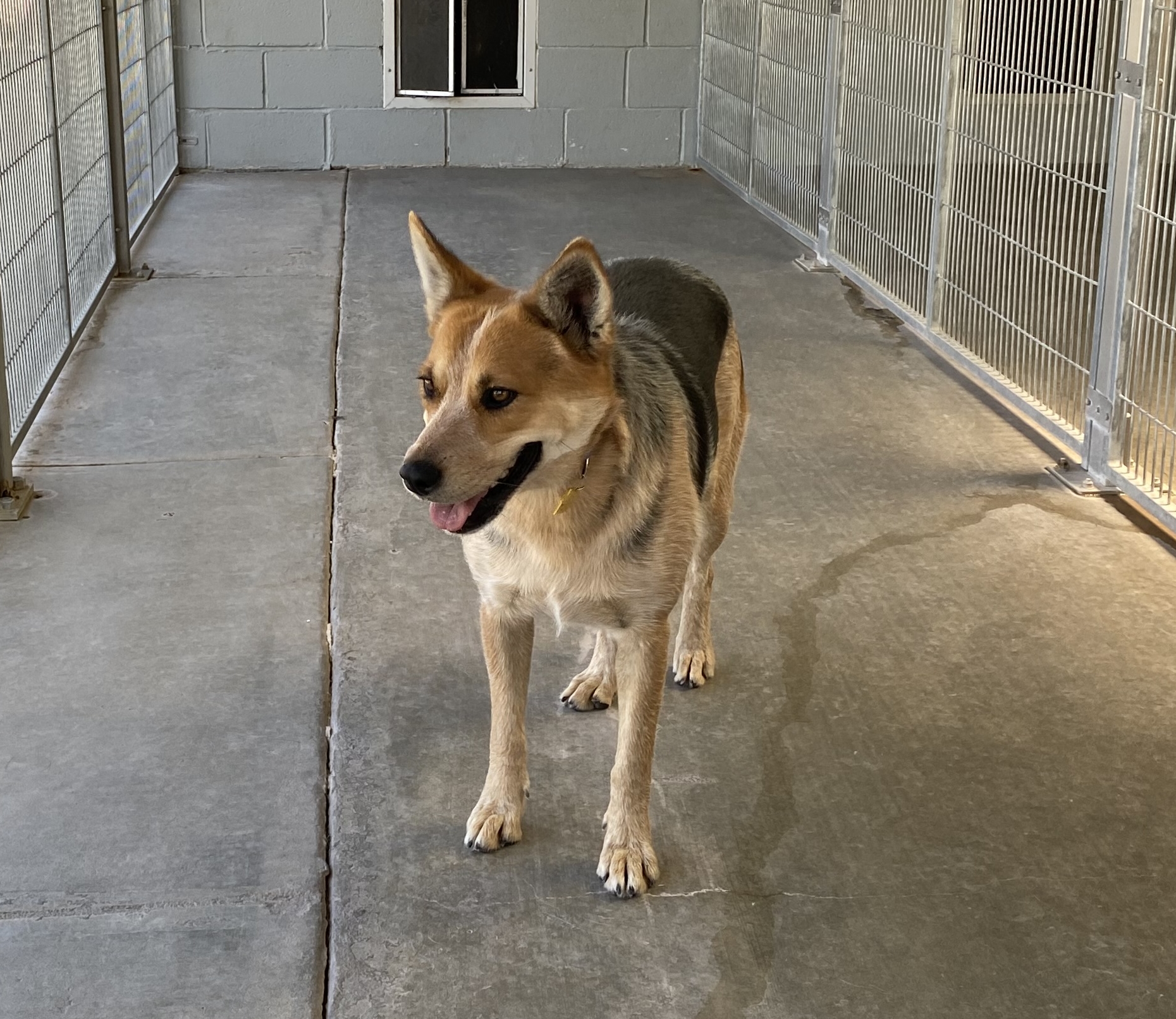 Stanley, a Adoptable Australian Cattle Dog / Blue Heeler in El Paso, TX image 4/6